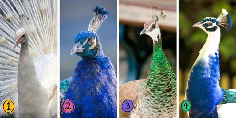 Personality test: what kind of friend are you? Choose from these 4 majestic peacocks and reveal your true friendly nature!